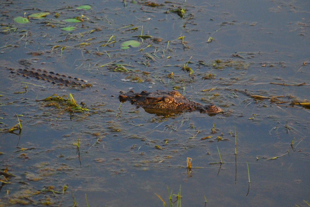 ranthambore national park crocodile 