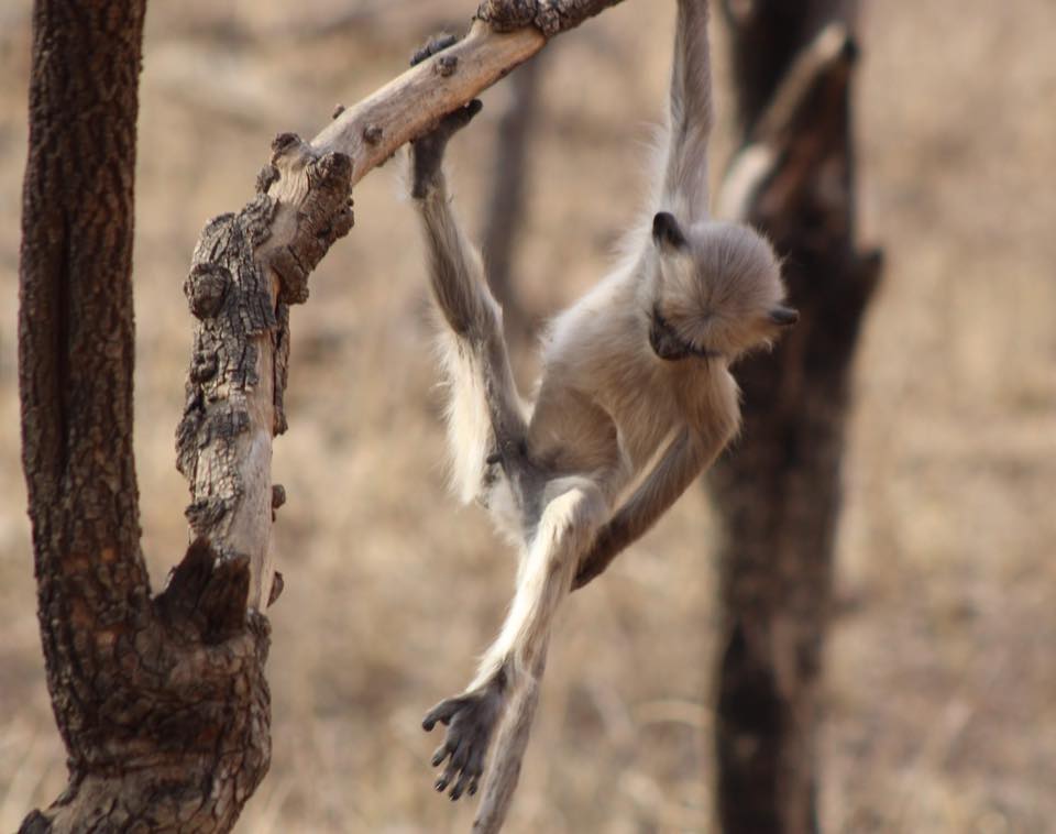 ranthambore national park monkeys