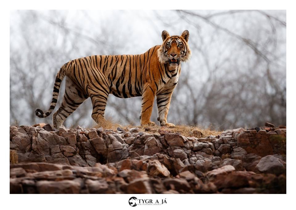 tiger in ranthambore