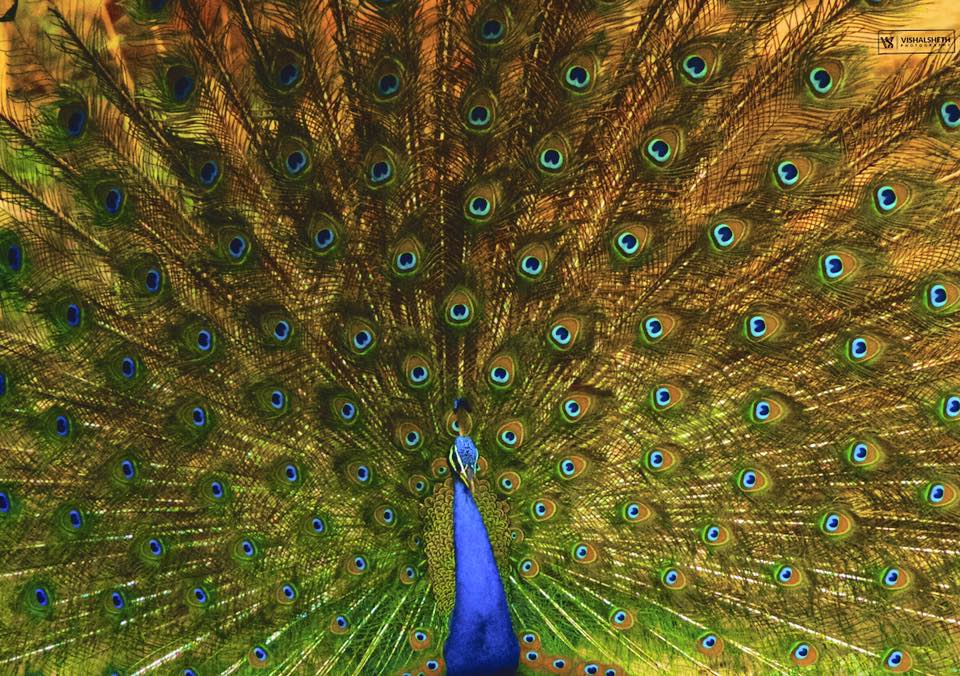 peacock in ranthambore national park