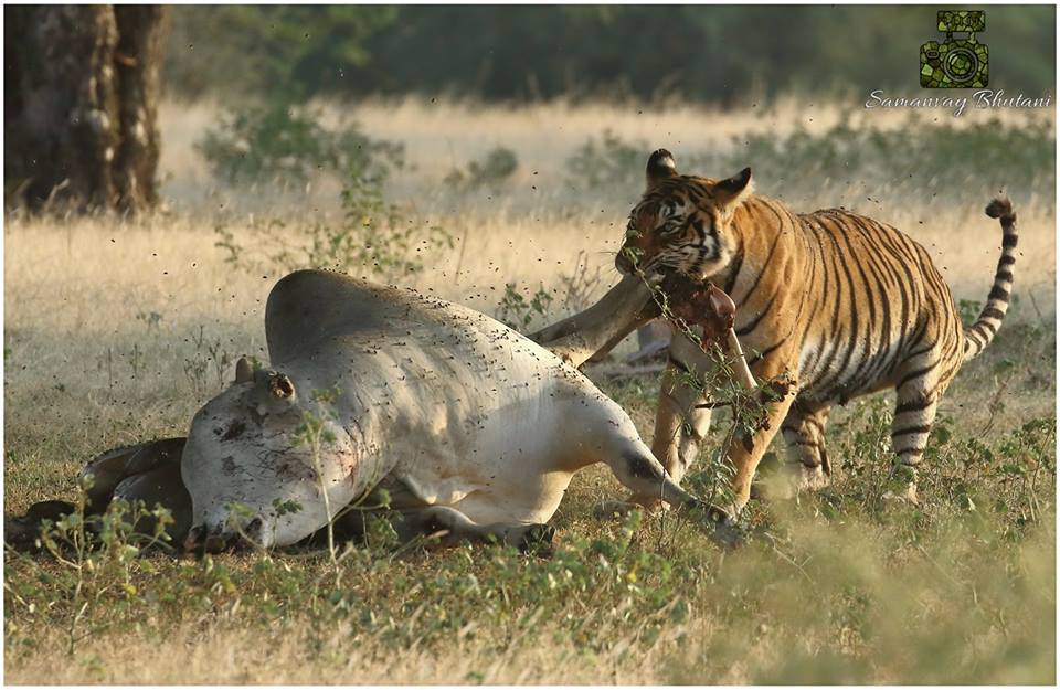 Ranthambore National Park 