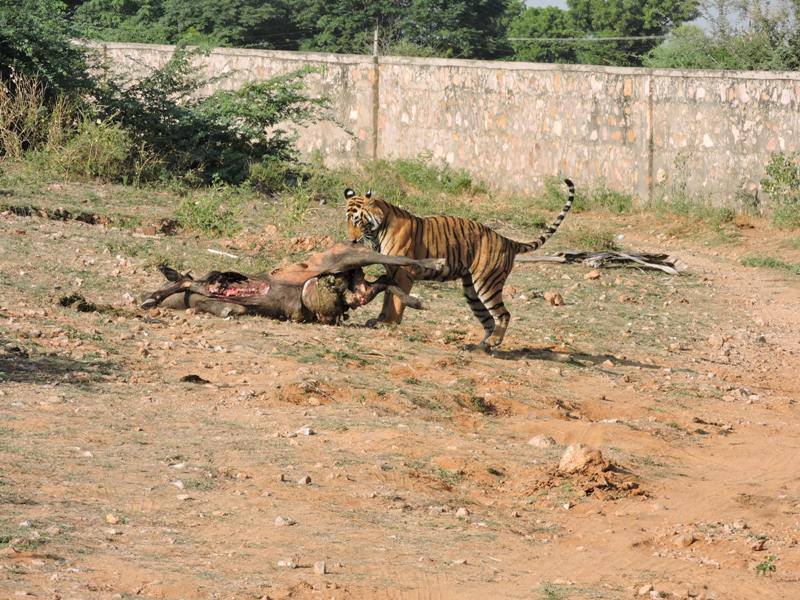 ranthambore tiger reserve area