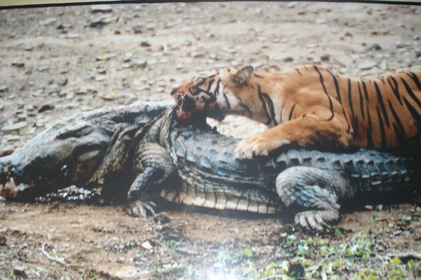 tiger kills crocodile 