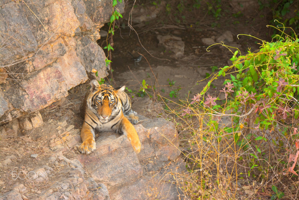 Royal Bengal Tigers in Ranthambore