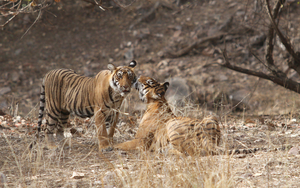 Royal Bengal Tigers in Ranthambore