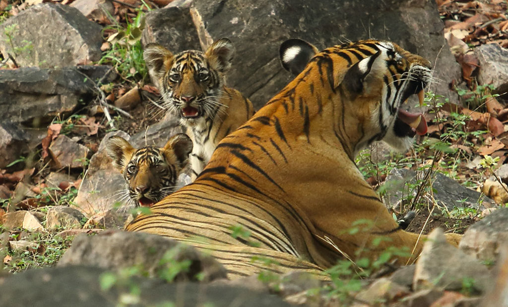 Royal Bengal Tigers in Ranthambore