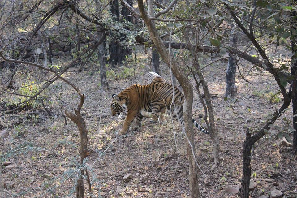 ranthambore wildlife tour