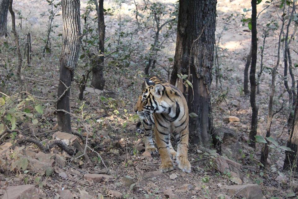 ranthambore wildlife tour