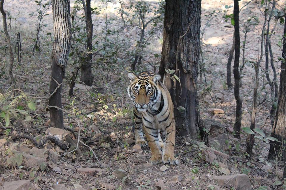 ranthambore wildlife tour