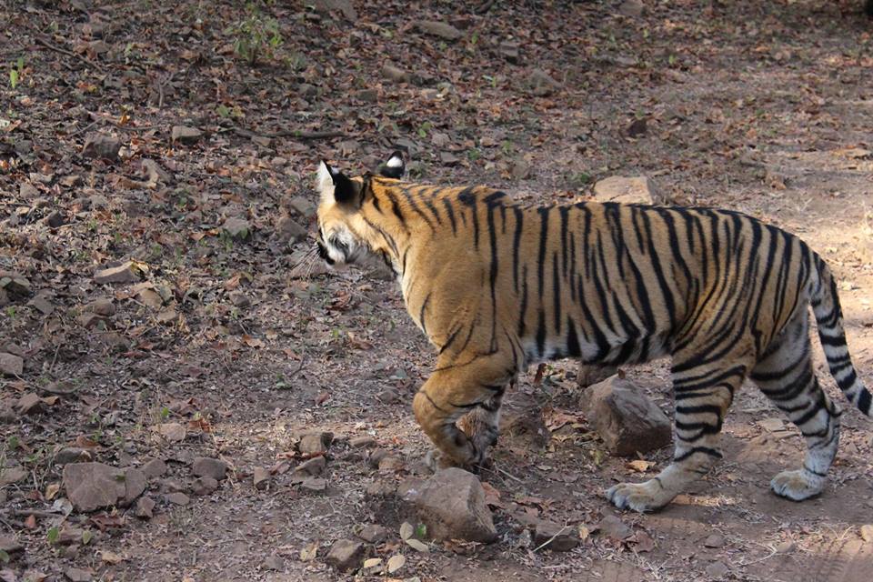 ranthambore wildlife tour