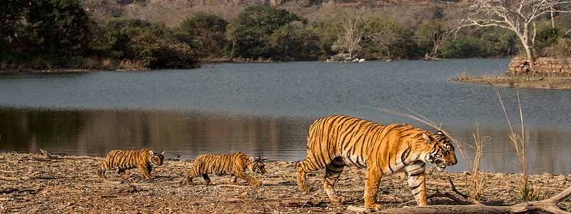 ranthambore tour