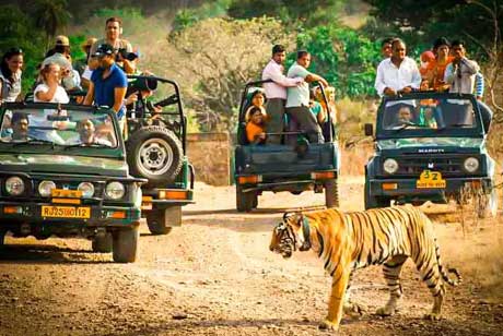 best tiger zone in ranthambore