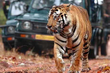 tiger sighting in ranthambore