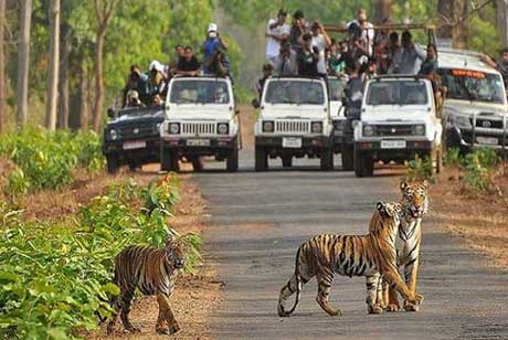 tiger sighting in ranthambore