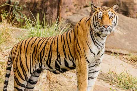 new zoo ranthambore