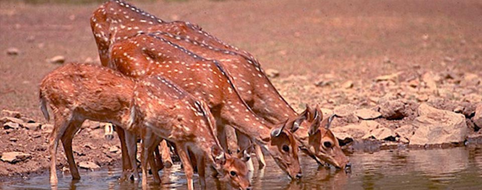 rajasthan wildlife tourism