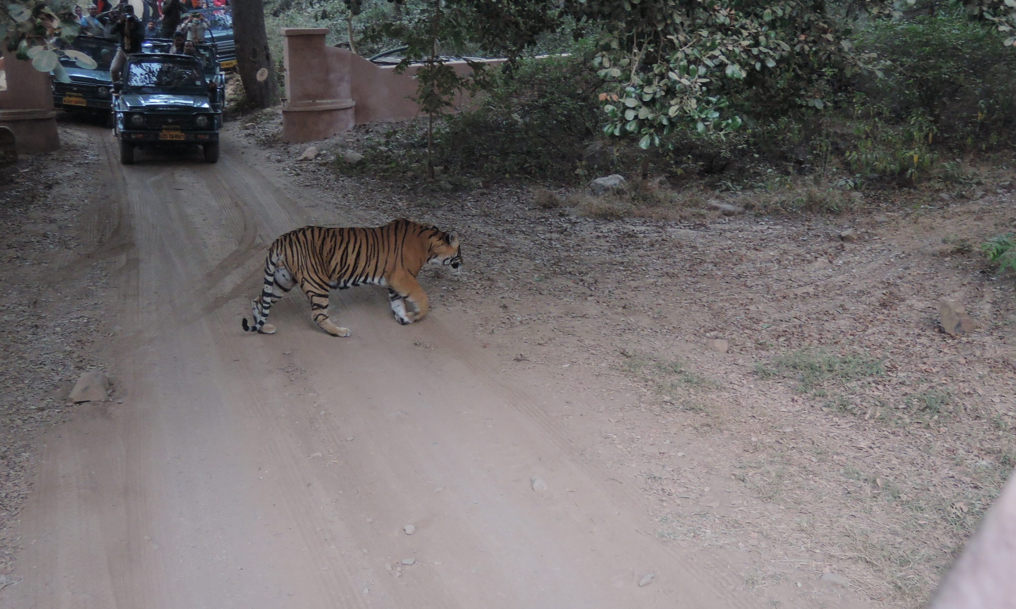 Ranthambore Tiger Reserve