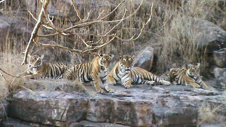 An Unbelievable Sight which I Stumbled Upon During Jungle Safari in Ranthambore National Park