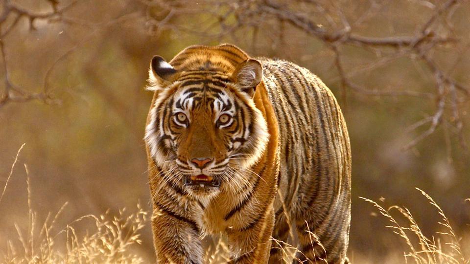 A Steep Rise in Wildlife Visitors in Ranthambore during this Festive Season