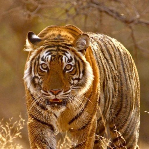 Clash of Tigers in Sariska, a Tiger has Forced His Son out of the Core Area