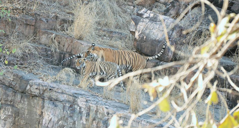 tigers in ranthambore