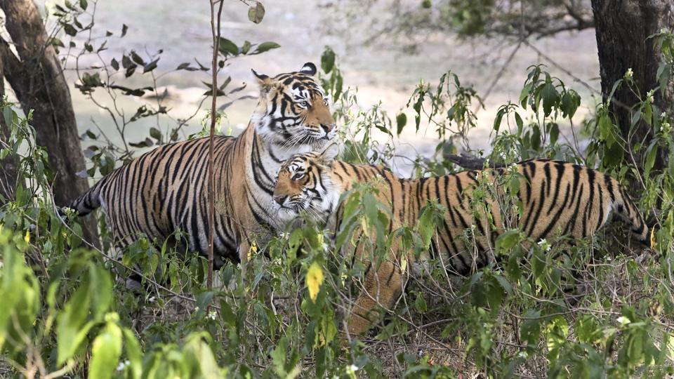 two tigers in ranthambore
