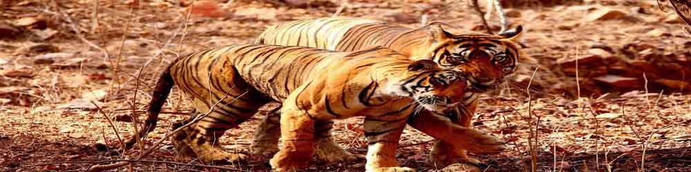 Two Cubs in Ranthambore National Park