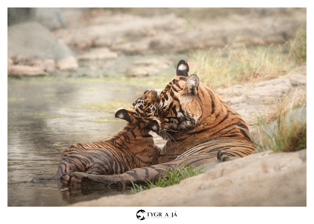 tiger in ranthambore