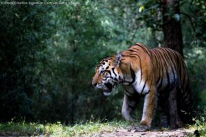Ranthambore National Park Opens Again