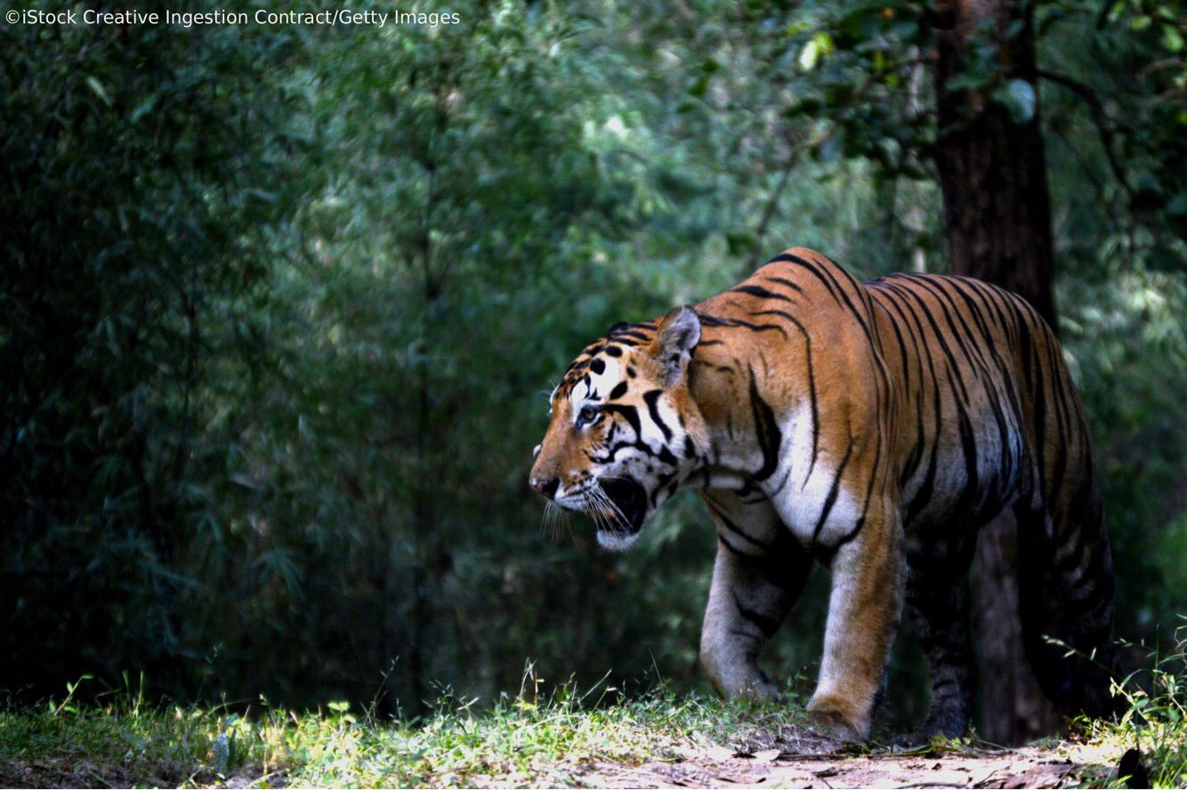 Ranthambore National Park Opens Again for the Tiger Spotting after Monsoon Closing for 3 Months