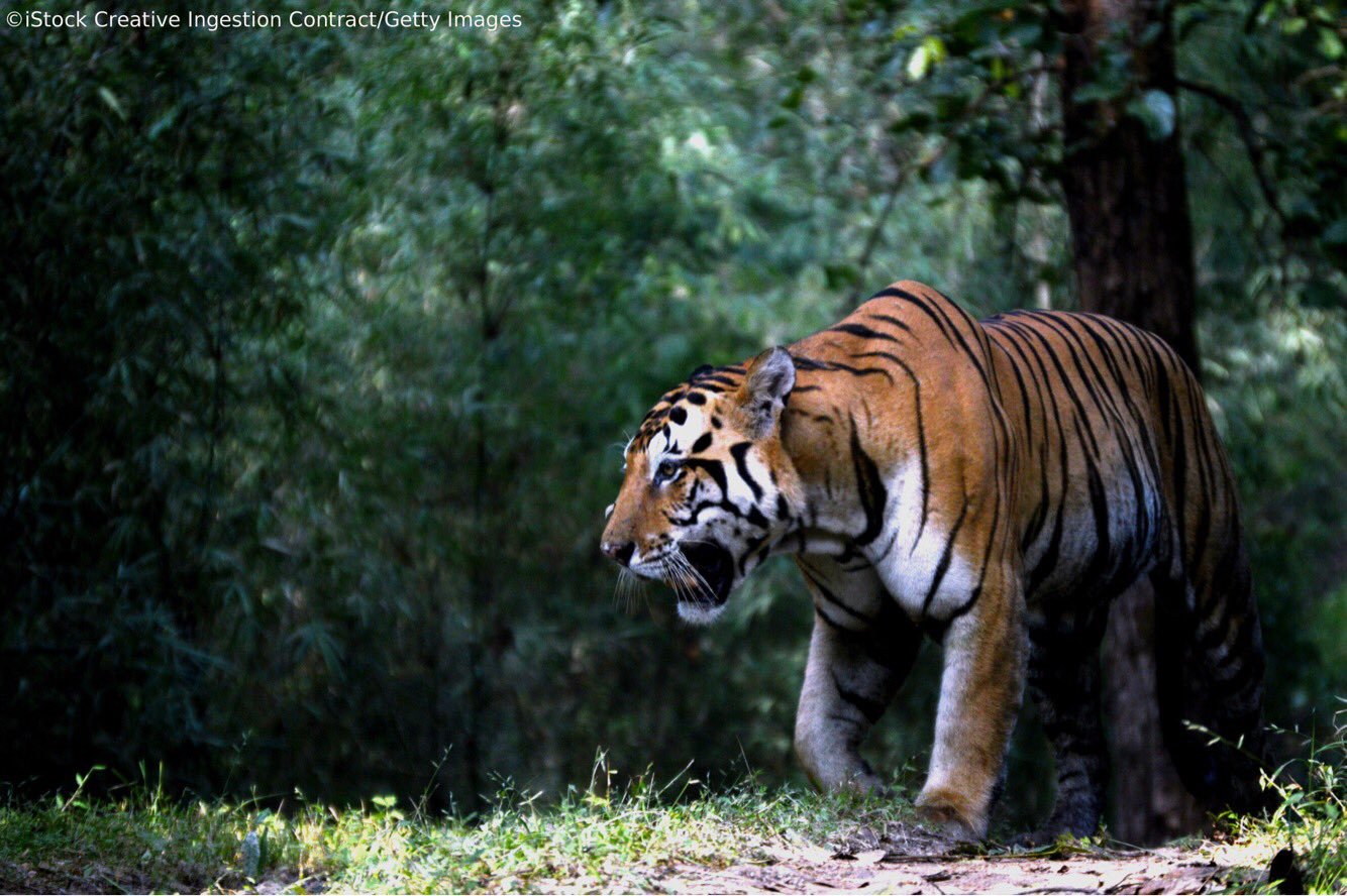 Ranthambore National Park Opens Again