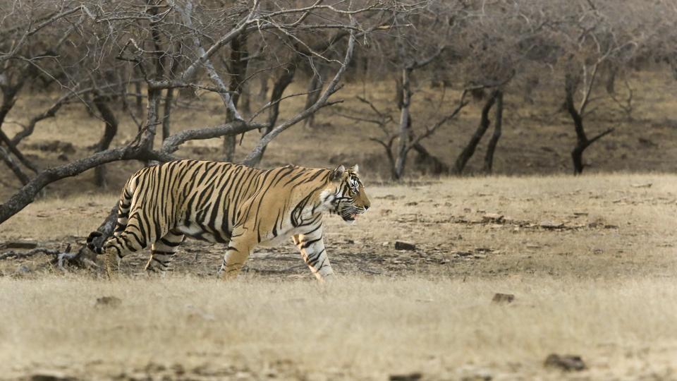 ranthambore tiger reserve area