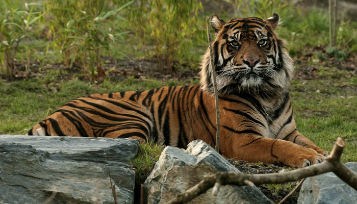 Story of the Tigress Machli – The Most Famous Tiger of Ranthambore National Park