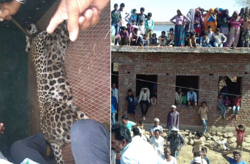 Leopard Enters a House near Ranthambore, Successfully Rescued