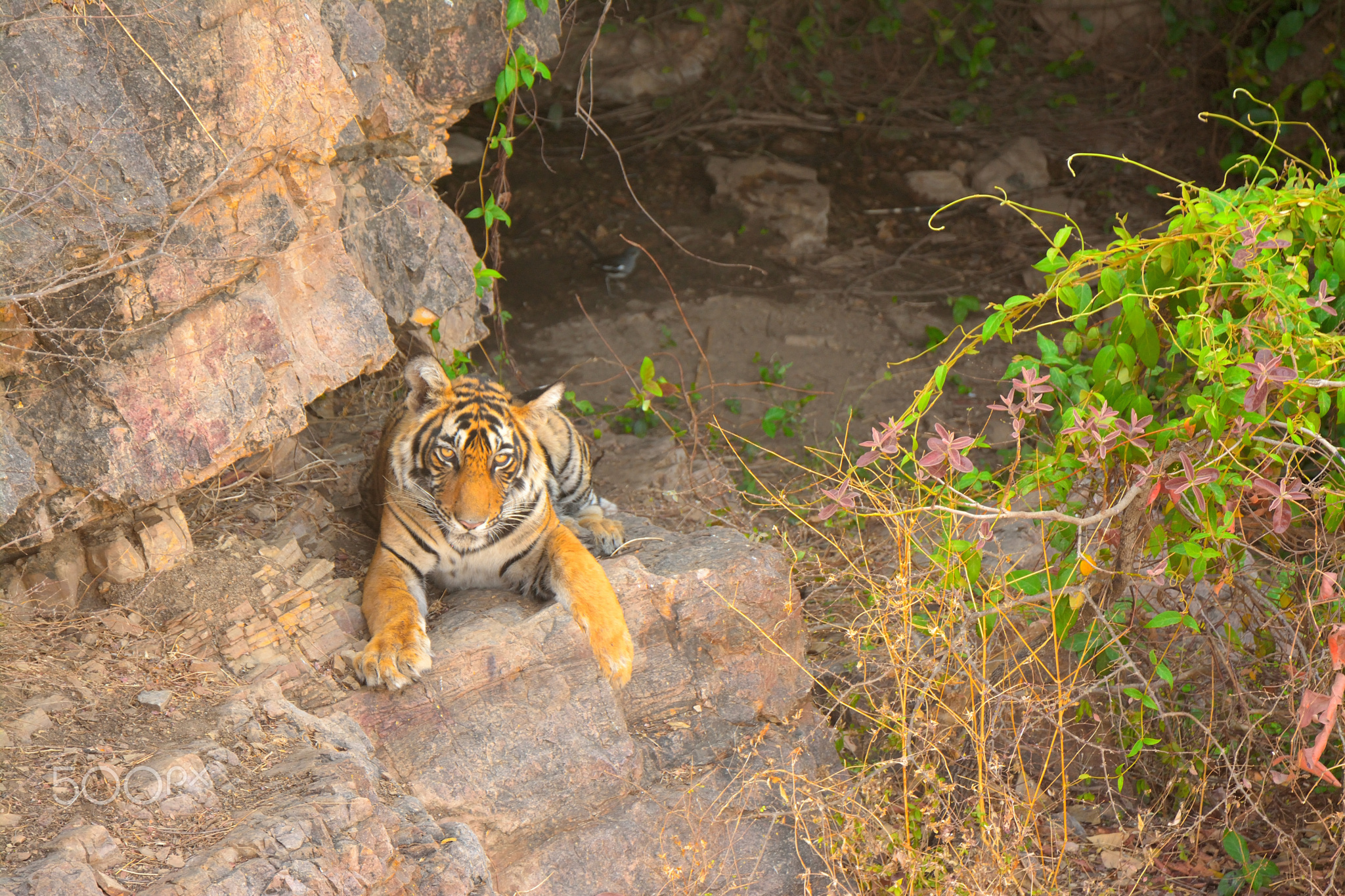 Ranthambore Tiger T-110 Will be Relocated to Seljar Range of Mukundra Hills Tiger Reserve