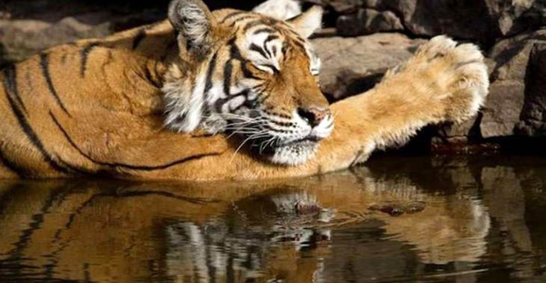 Royal Bengal Tigers in Ranthambore