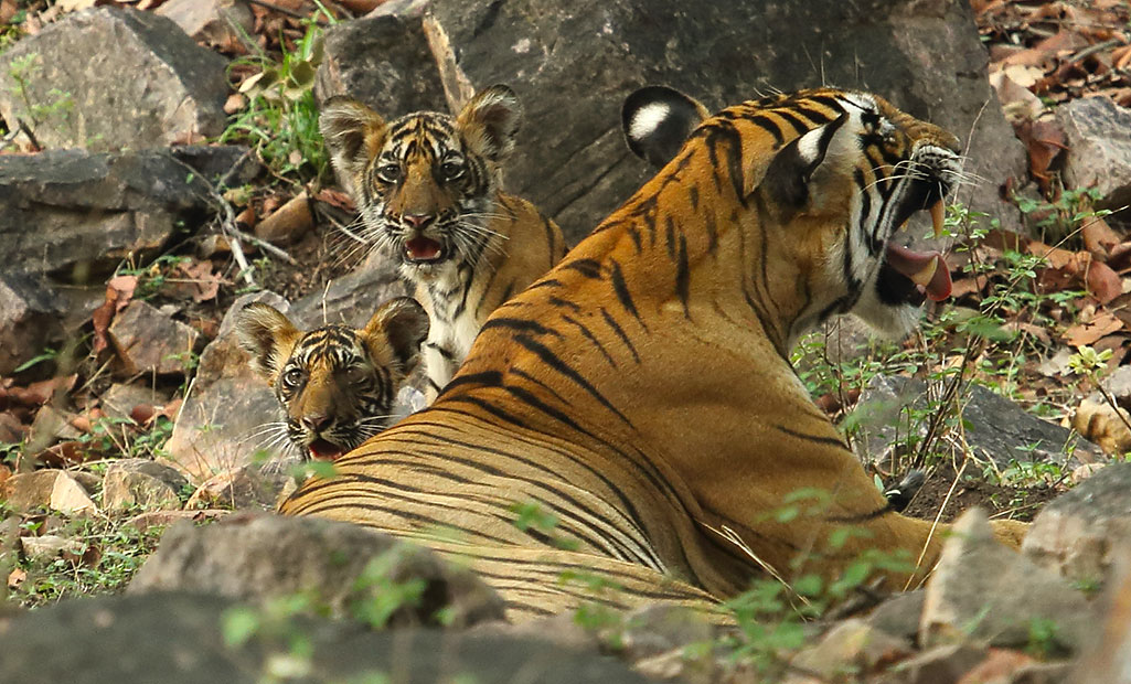 three cubs in ranthambore national park