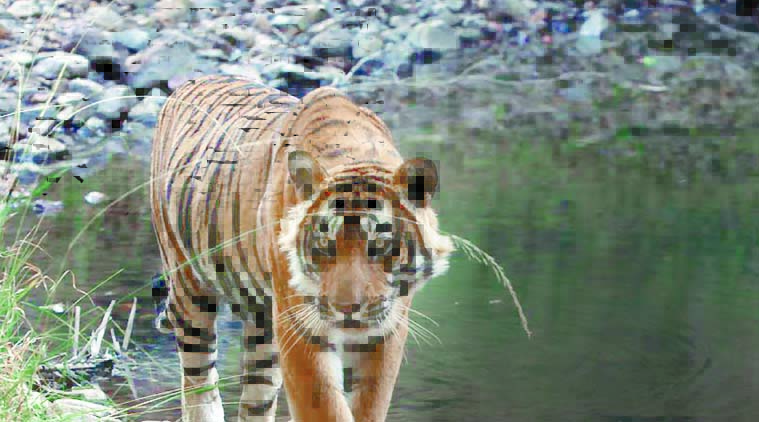 tiger attack in ranthambore park