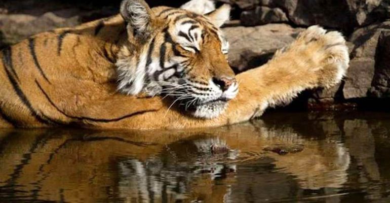 Legendary Tigress Machli’s Genes to Be Mapped