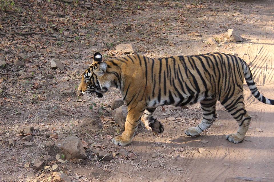 Ranthambhore National Park: Paradise for Wildlife Enthusiasts