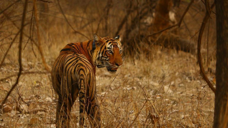 Ranthambore National Park Tiger T-104 Found Wandering in Search of Territory
