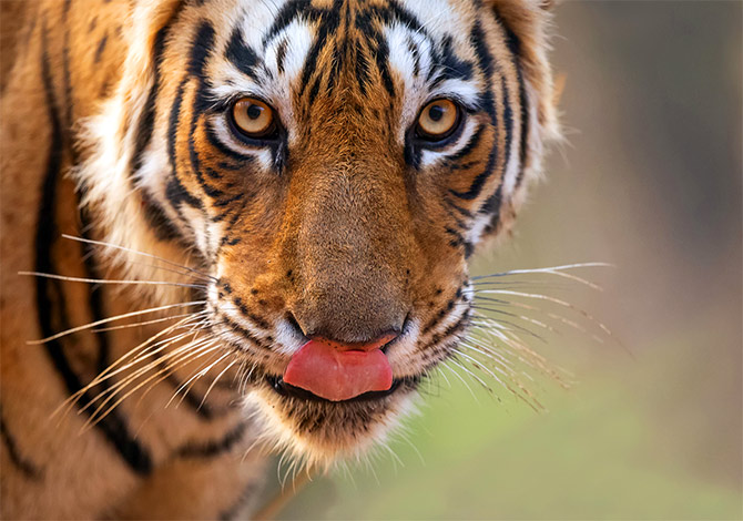 two tigress fighting in ranthambore national park