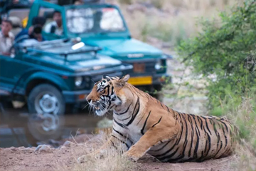 ranthambore national park tour packages