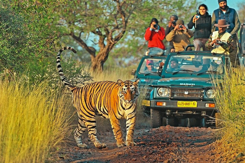 ranthambore safari in july