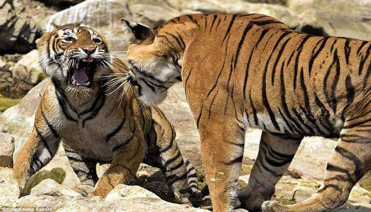 ranthambore park tigress riddhi and siddhi
