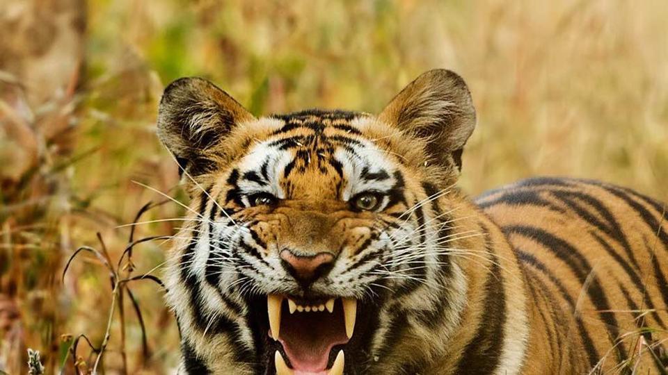 Tigress Ran After Safari Vehicle in Ranthambore National Park, Blowing Senses of Tourists