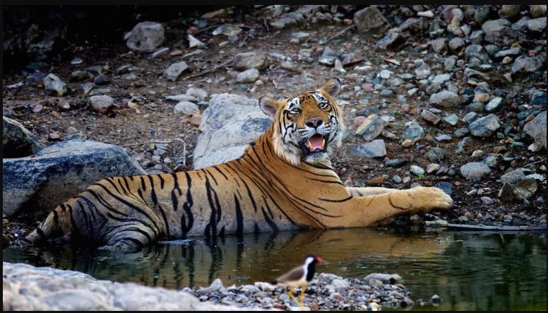 tiger reserved in ranthambore national park