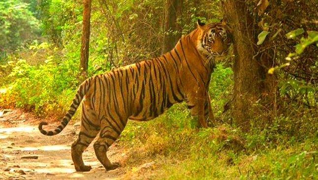 tiger t25 in ranthambore national park