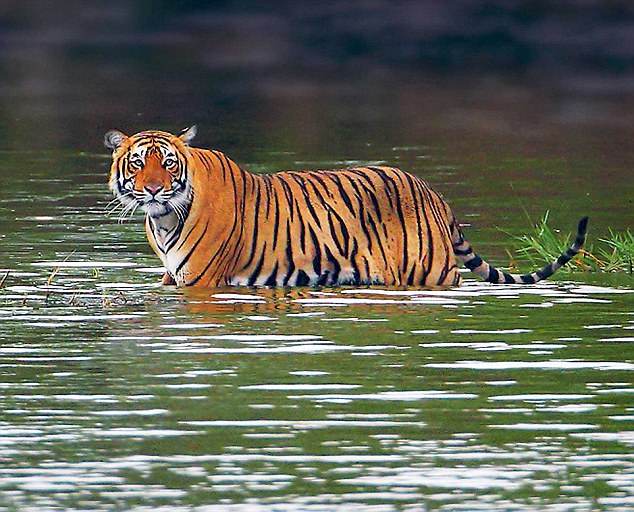 26 Tigers Missing from Ranthambore National Park: NTCA Member Diya Kumari