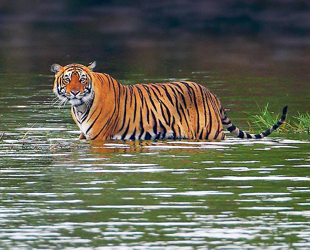 Ranthambore National Park: Enjoy Safari Ride Amidst Jungles